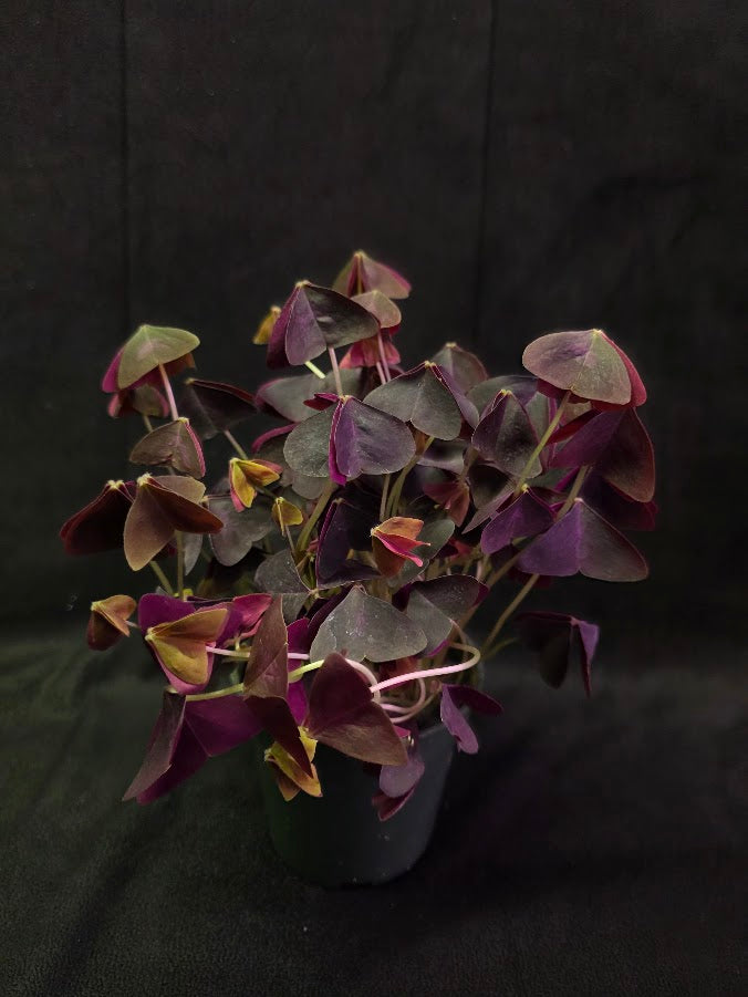 Purple Oxalis #01