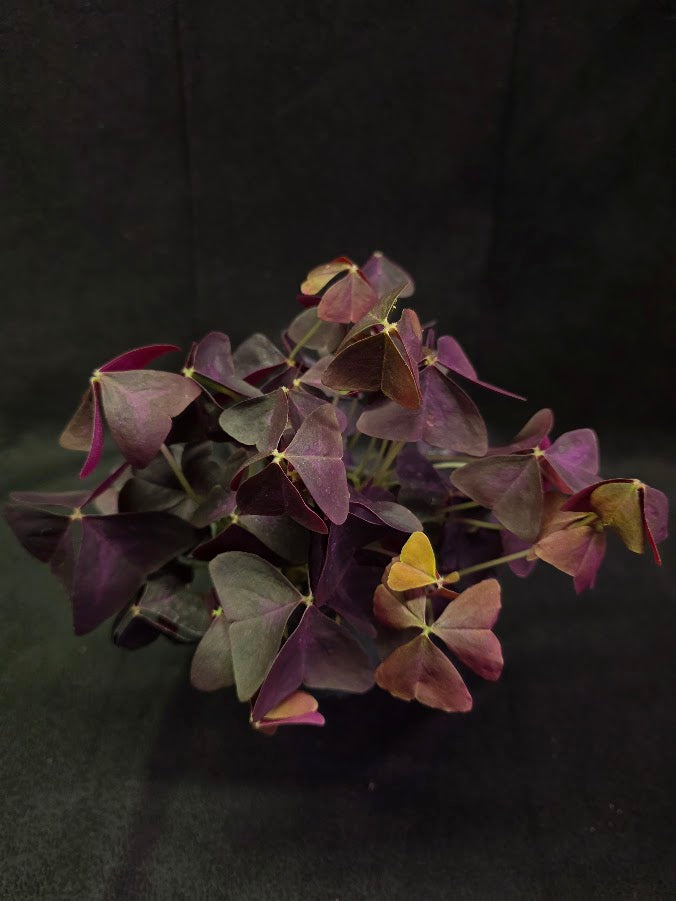 Purple Oxalis #02