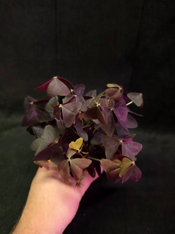 Purple Oxalis #02