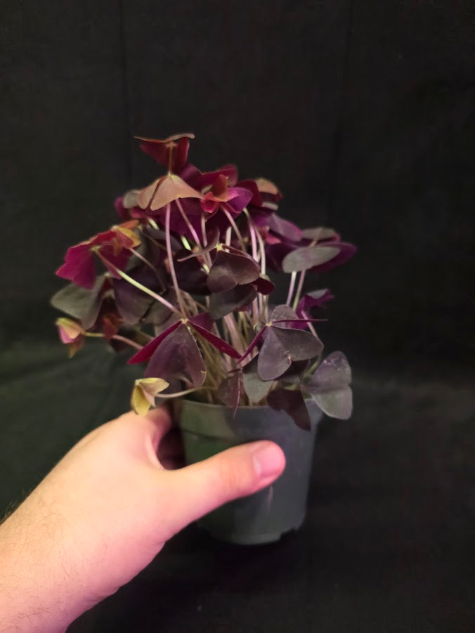Purple Oxalis #02