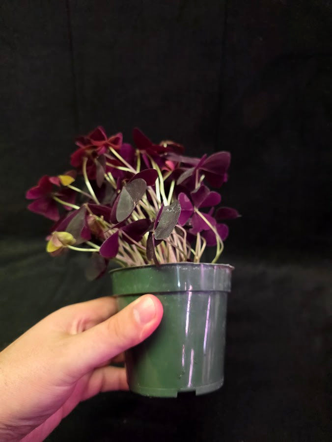 Purple Oxalis #02