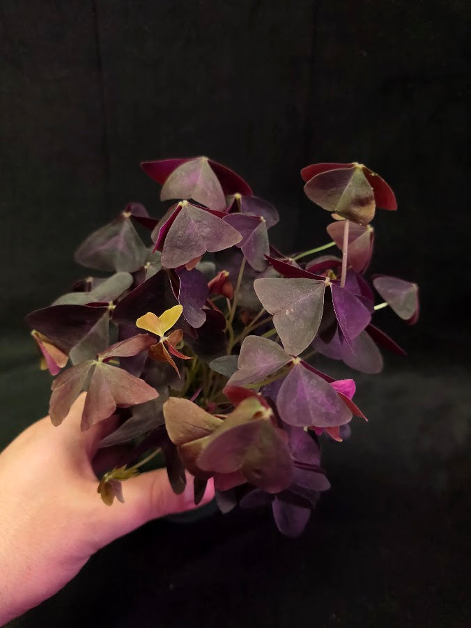 Purple Oxalis #02