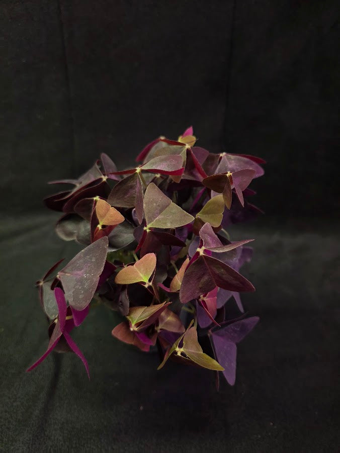 Purple Oxalis #03