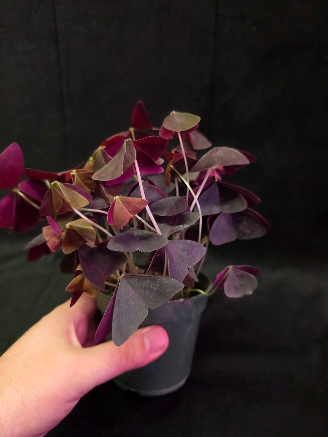 Purple Oxalis #03