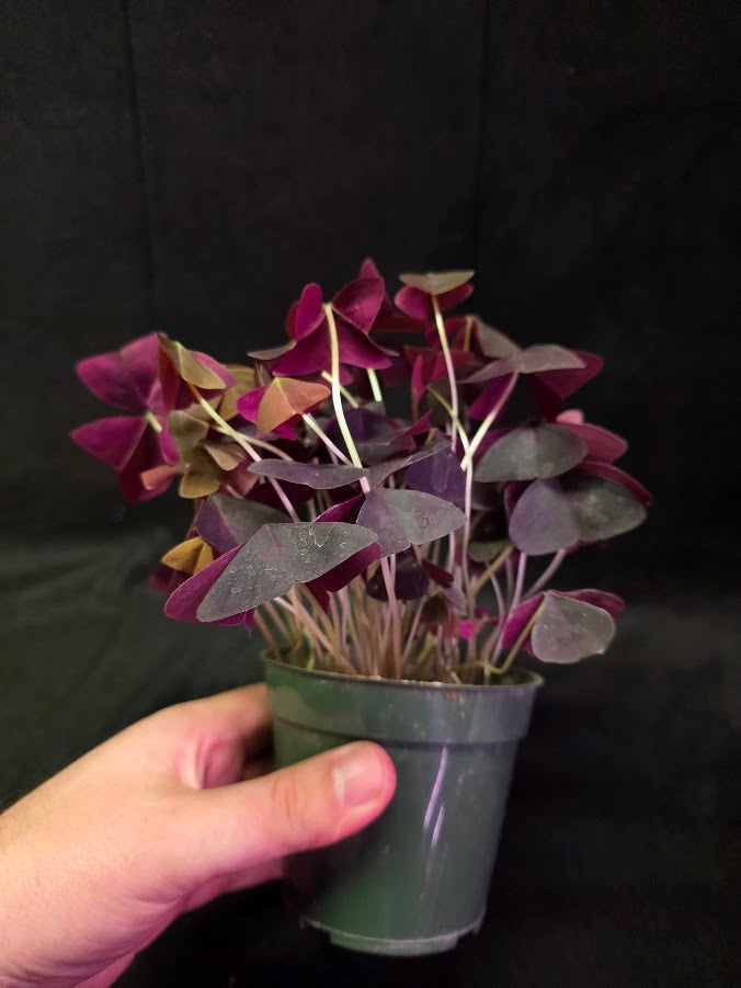 Purple Oxalis #03