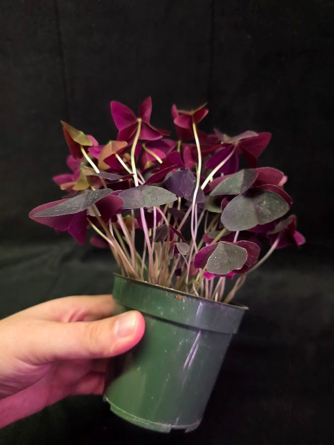 Purple Oxalis #03