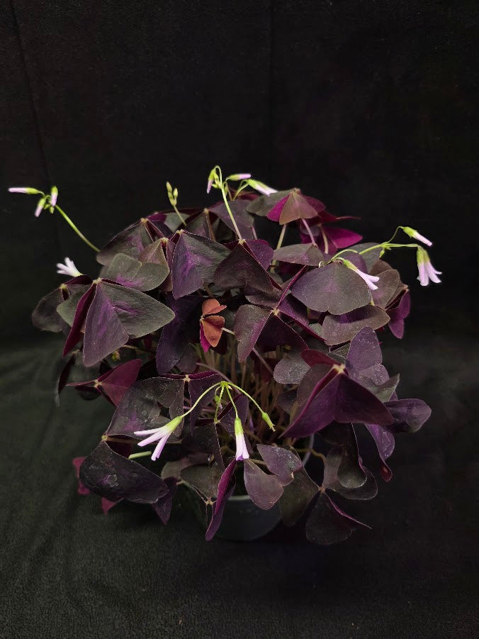 Purple Oxalis #04