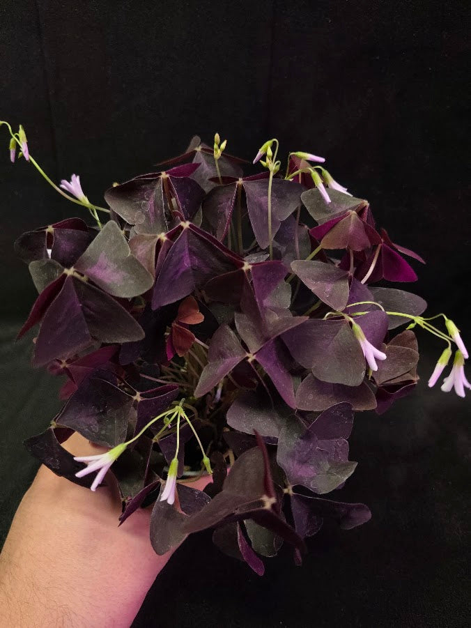 Purple Oxalis #04