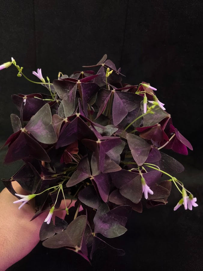 Purple Oxalis #04