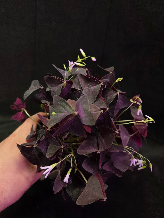 Purple Oxalis #04