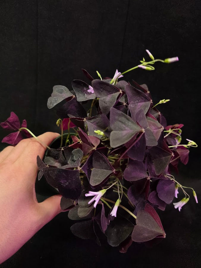 Purple Oxalis #04