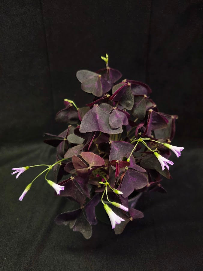 Purple Oxalis #05