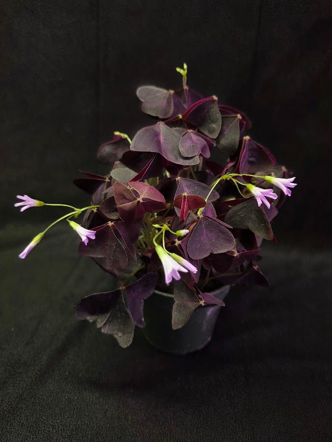 Purple Oxalis #05