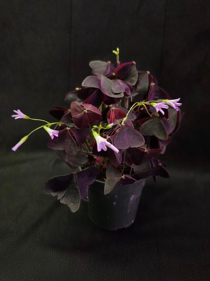 Purple Oxalis #05
