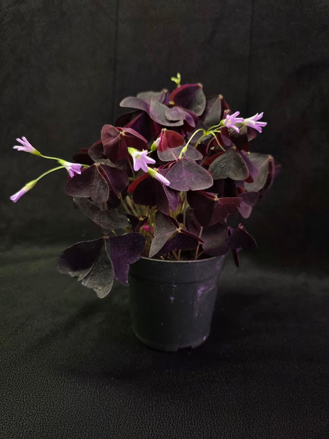 Purple Oxalis #05