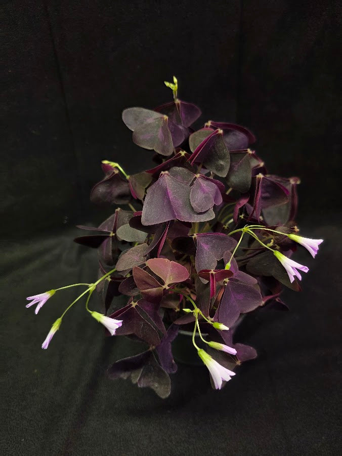 Purple Oxalis #05