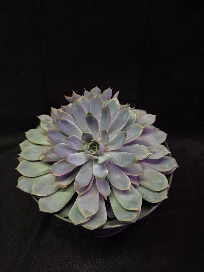 Echeveria Succulent #01