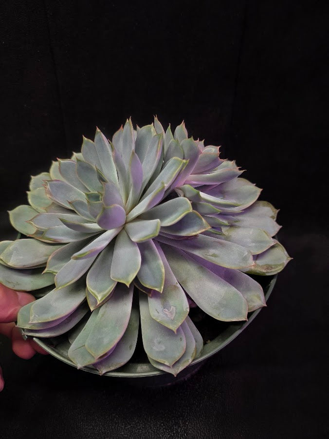 Echeveria Succulent #01
