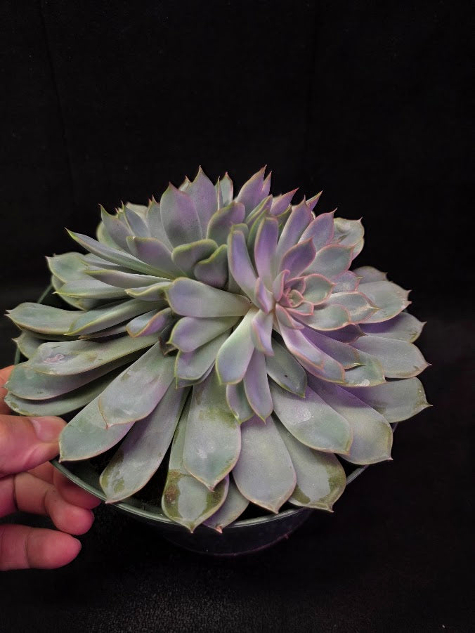Echeveria Succulent #01