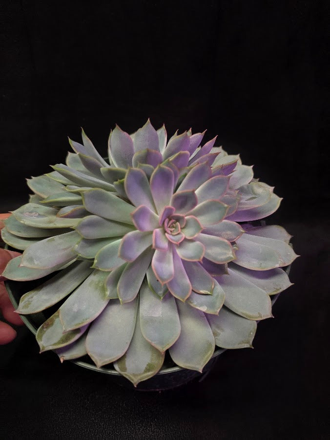 Echeveria Succulent #01