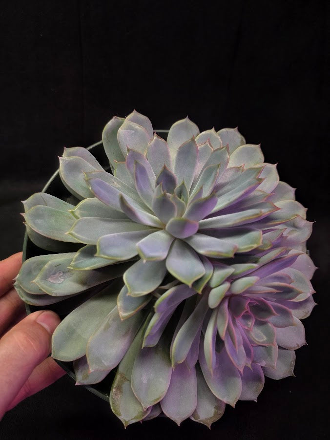 Echeveria Succulent #01