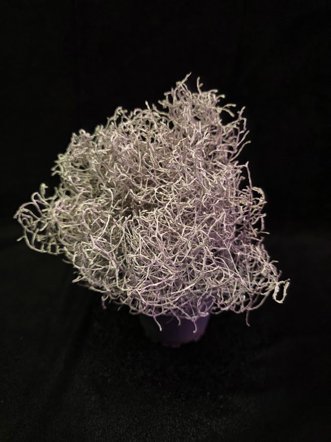 Silver Stone #01