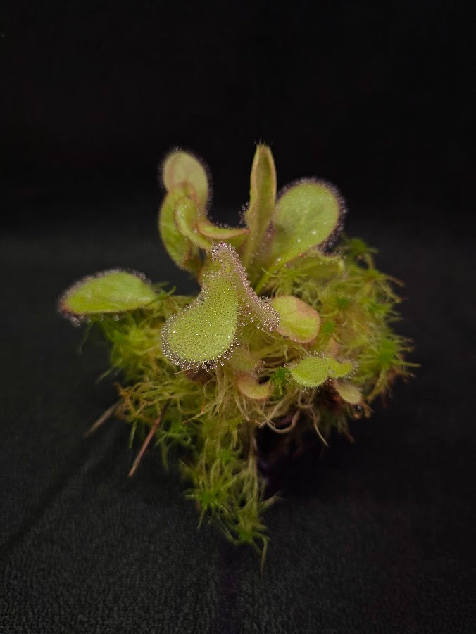 Drosera Andromeda #01