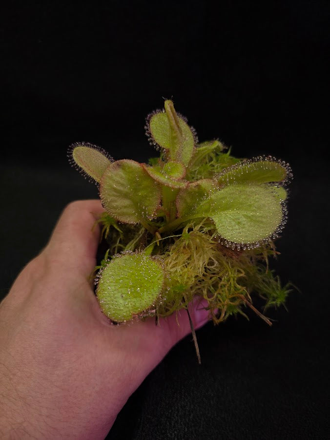 Drosera Andromeda #01
