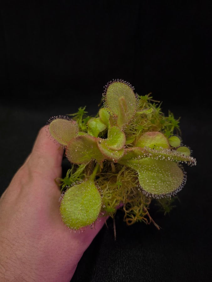 Drosera Andromeda #01