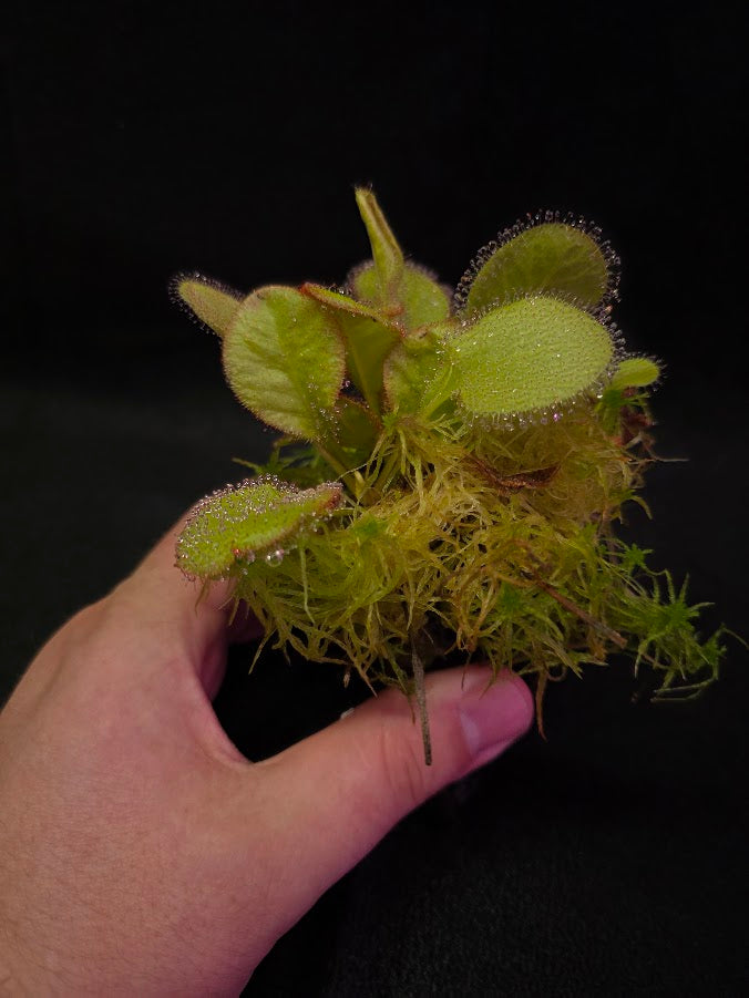 Drosera Andromeda #01