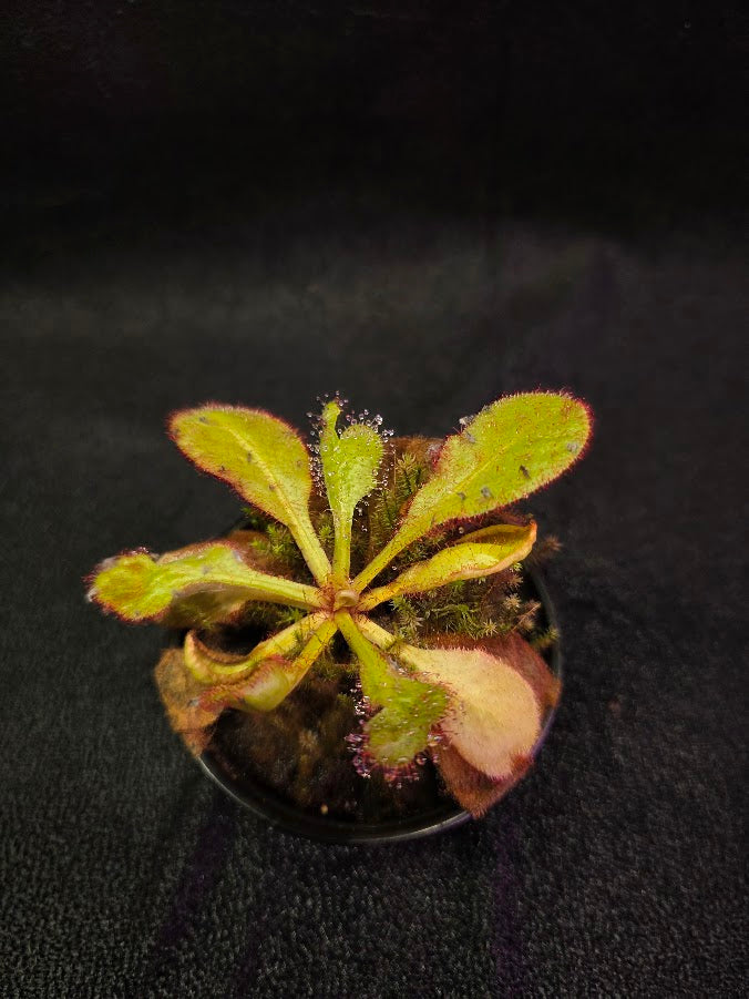 Drosera Andromeda #02