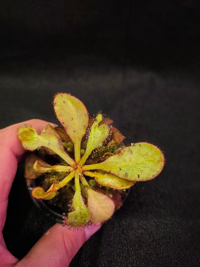 Drosera Andromeda #02