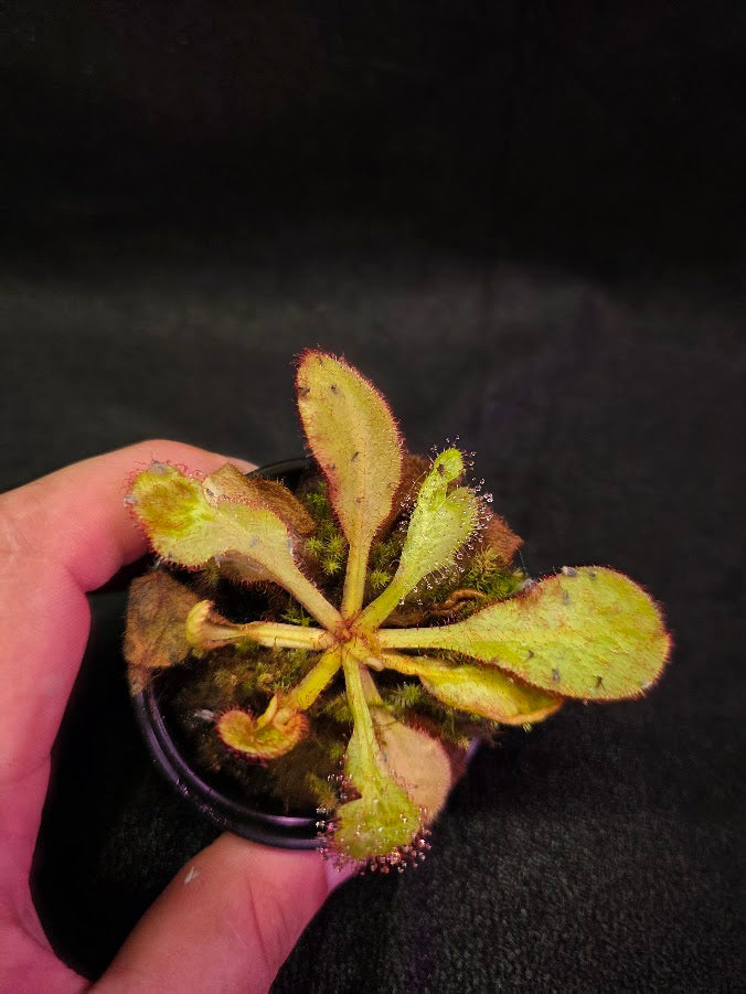 Drosera Andromeda #02
