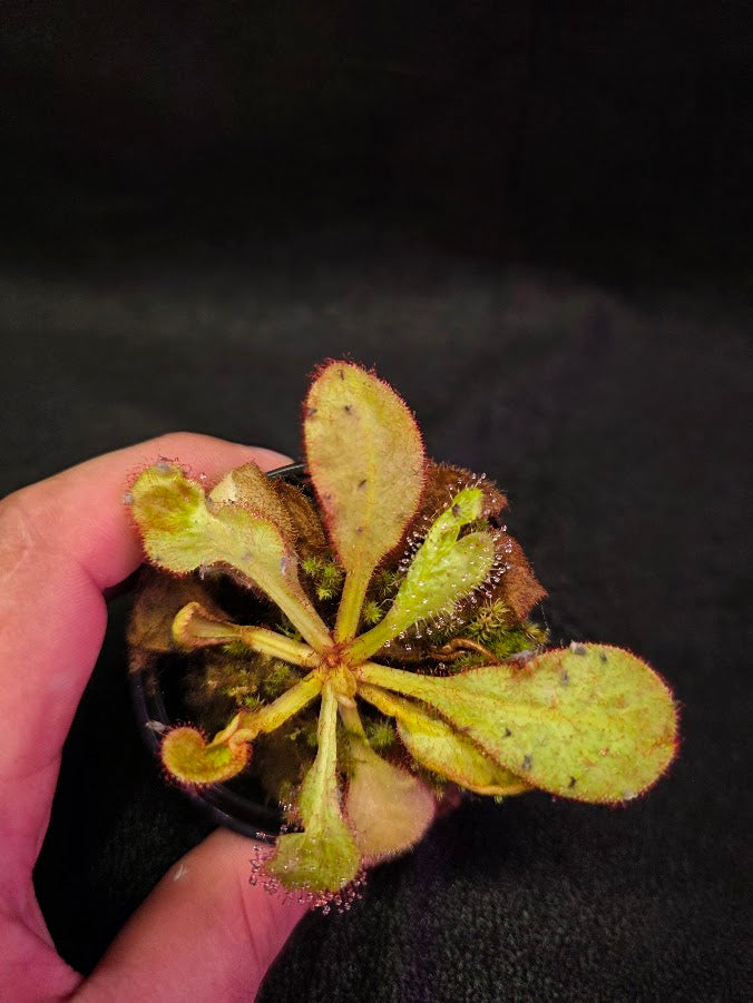 Drosera Andromeda #02