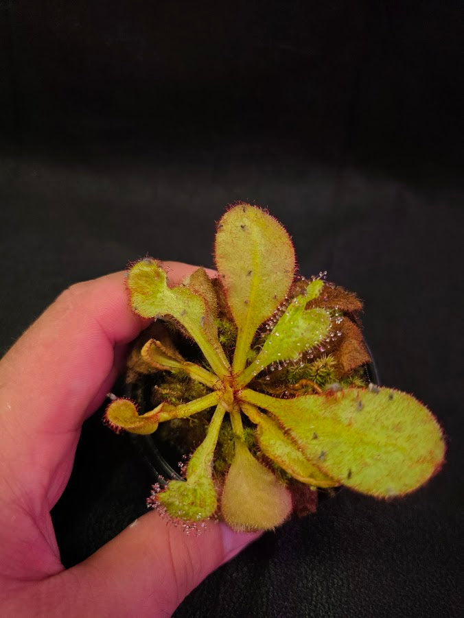 Drosera Andromeda #02