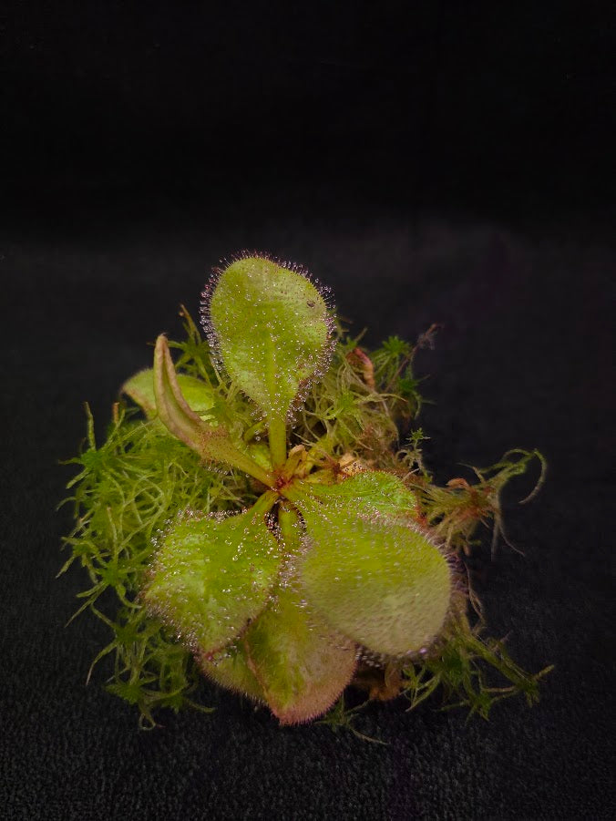 Drosera Andromeda #03
