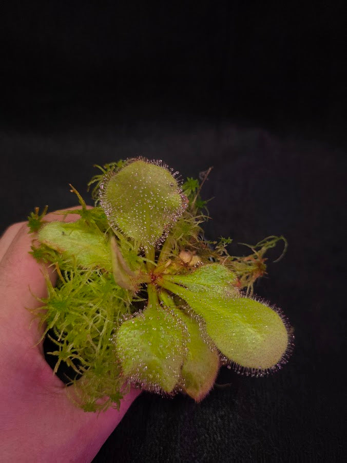 Drosera Andromeda #03