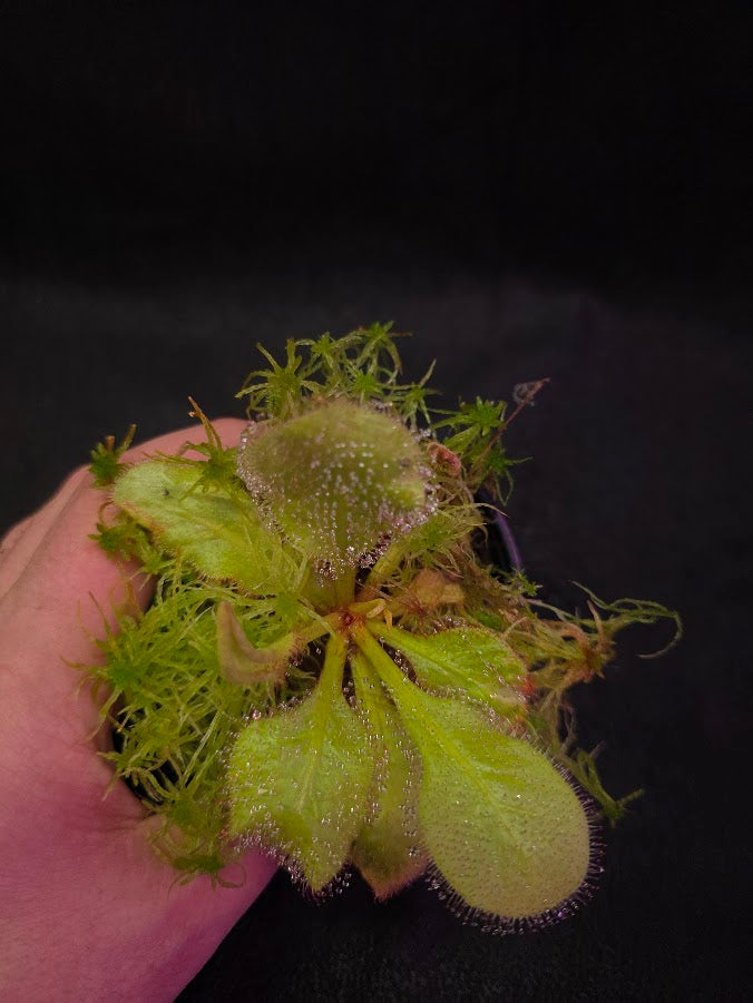 Drosera Andromeda #03