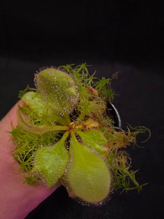 Drosera Andromeda #03