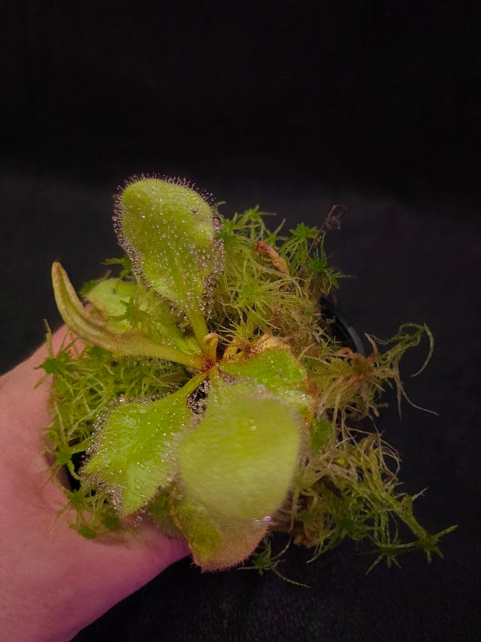 Drosera Andromeda #03