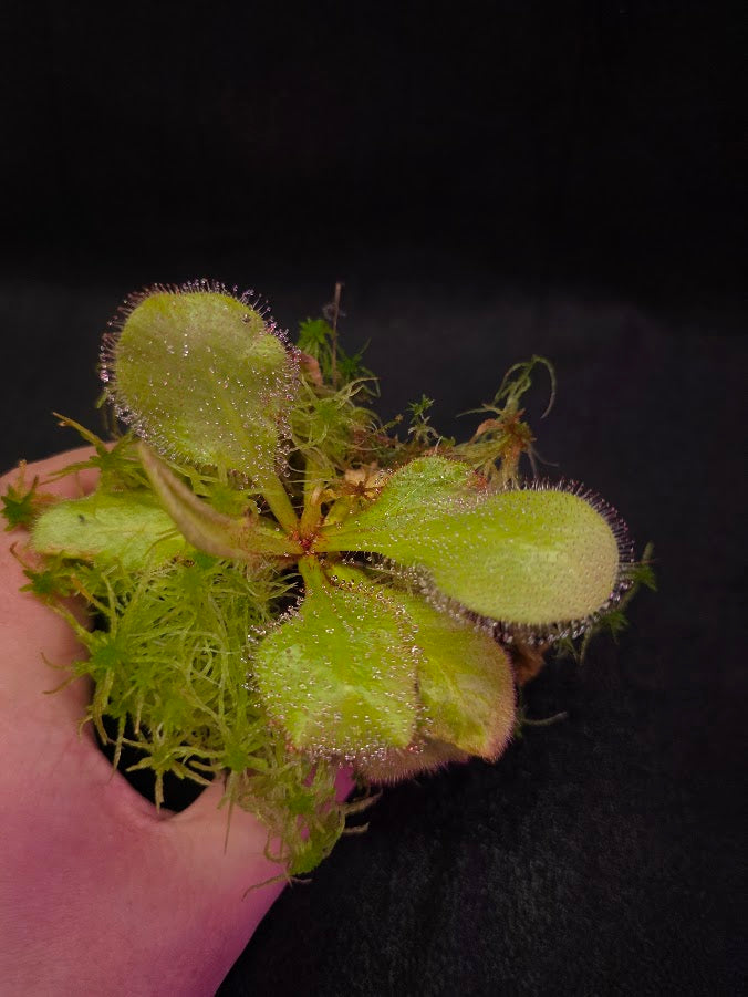 Drosera Andromeda #03