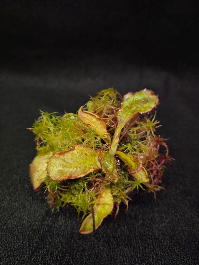 Drosera Andromeda #04