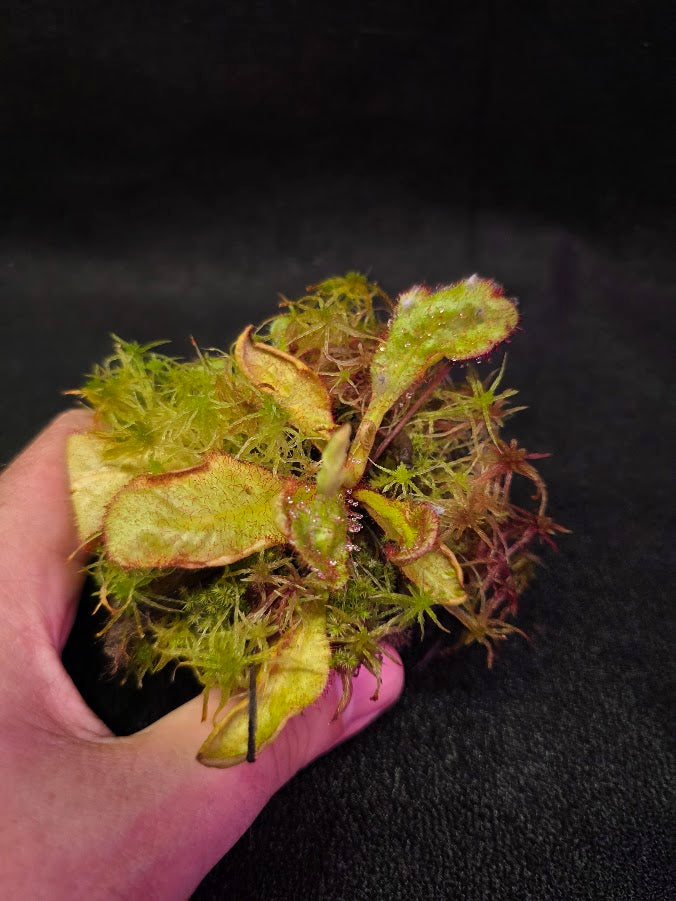 Drosera Andromeda #04
