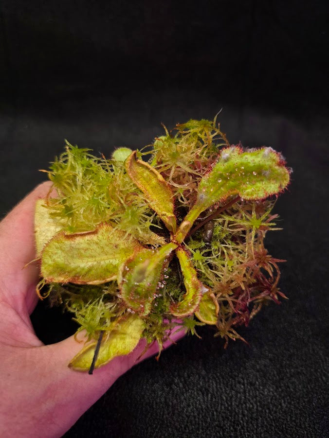 Drosera Andromeda #04