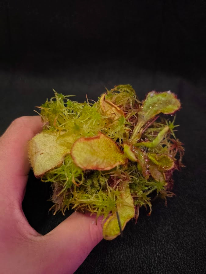 Drosera Andromeda #04