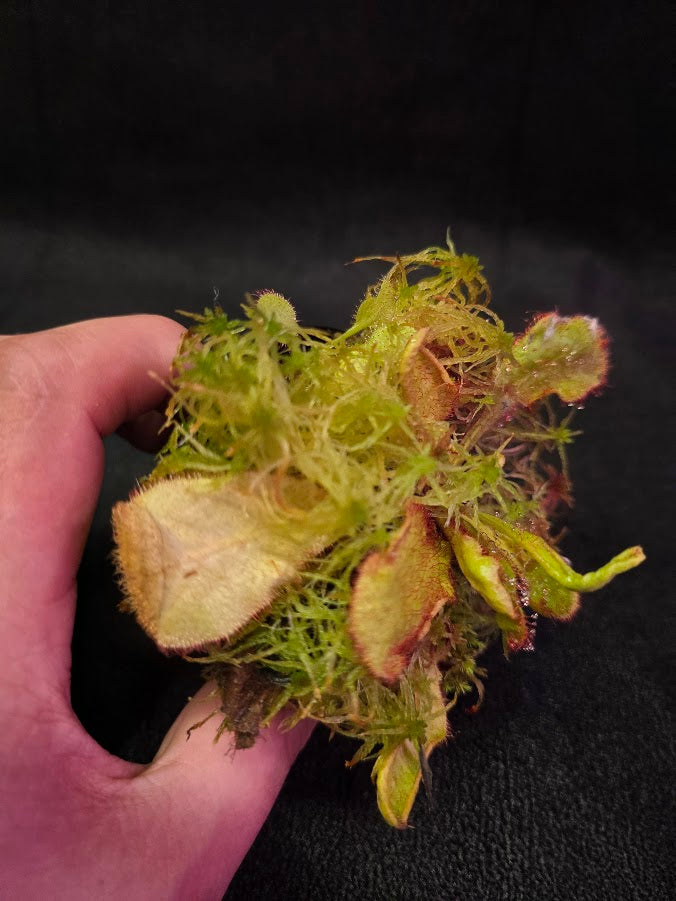 Drosera Andromeda #04
