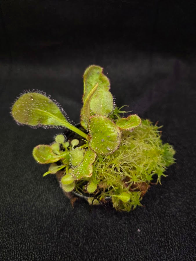 Drosera Andromeda #05