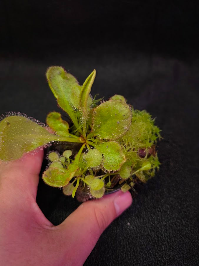Drosera Andromeda #05