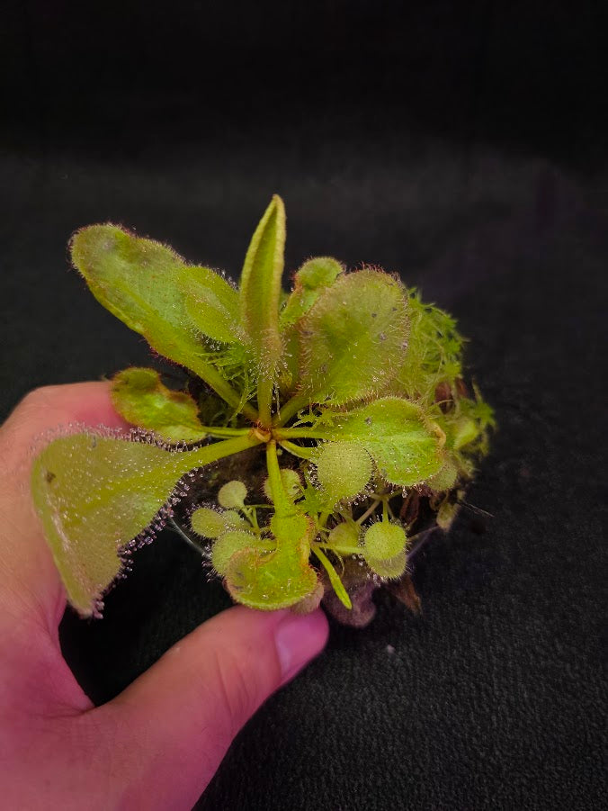 Drosera Andromeda #05