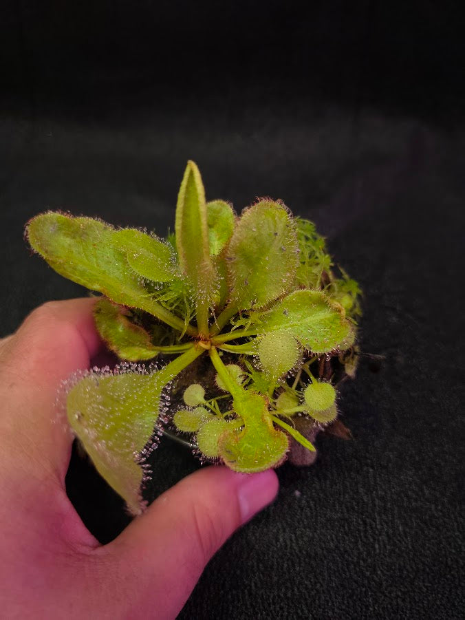Drosera Andromeda #05